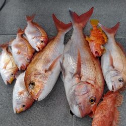 遊漁船 新鋭丸 釣果