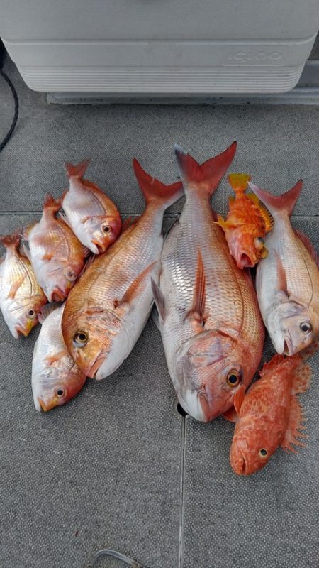 遊漁船 新鋭丸 釣果