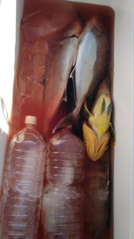 遊漁船 新鋭丸 釣果