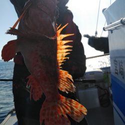 遊漁船 新鋭丸 釣果