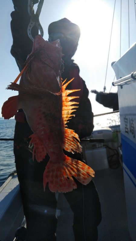 遊漁船 新鋭丸 釣果