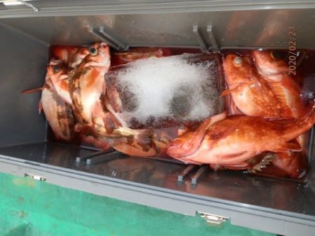 第二むつ漁丸 釣果