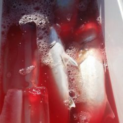 第五慶門丸 釣果