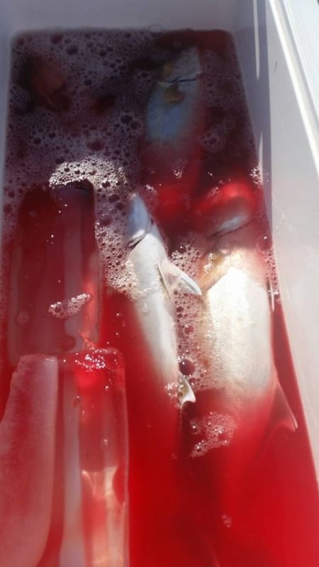 第五慶門丸 釣果