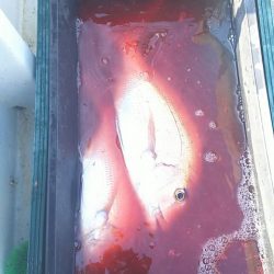 遊漁船 新鋭丸 釣果