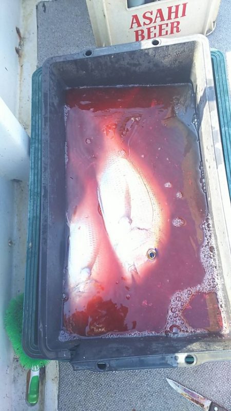 遊漁船 新鋭丸 釣果