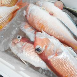 こうゆう丸 釣果