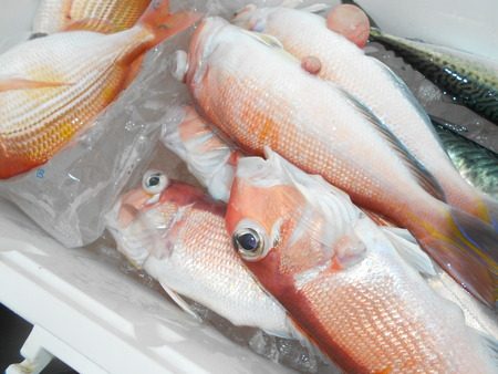 こうゆう丸 釣果