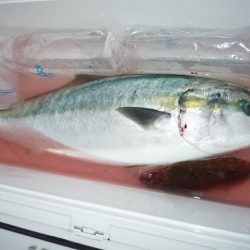 浅間丸 釣果