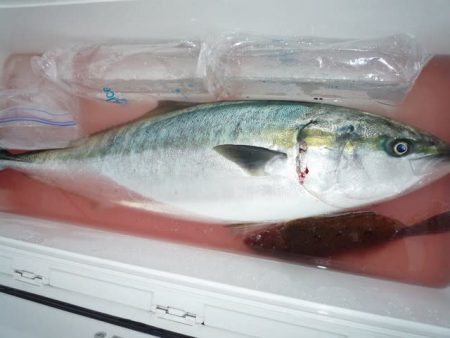 浅間丸 釣果