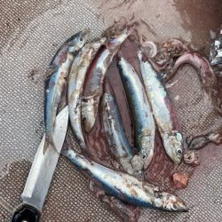 へいみつ丸 釣果