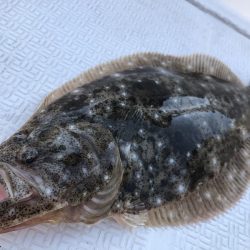 Magic(マジック) 釣果