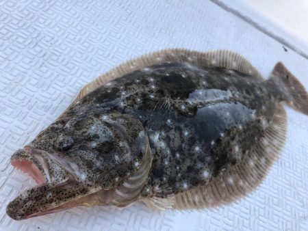 Magic(マジック) 釣果