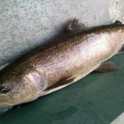 フィッシング サンクチュアリ 釣果