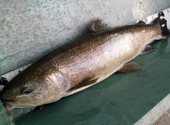 フィッシング サンクチュアリ 釣果