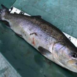 フィッシング サンクチュアリ 釣果