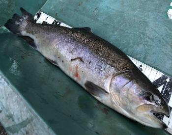 フィッシング サンクチュアリ 釣果