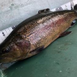 フィッシング サンクチュアリ 釣果