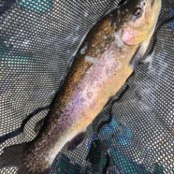 フィッシング サンクチュアリ 釣果