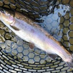 フィッシング サンクチュアリ 釣果