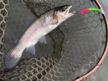 フィッシング サンクチュアリ 釣果