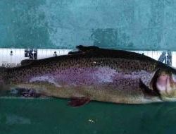 フィッシング サンクチュアリ 釣果