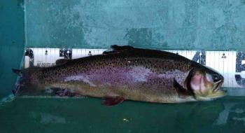 フィッシング サンクチュアリ 釣果