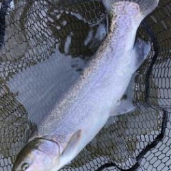 フィッシング サンクチュアリ 釣果