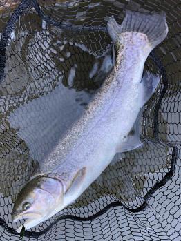 フィッシング サンクチュアリ 釣果