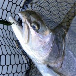 フィッシング サンクチュアリ 釣果