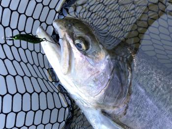 フィッシング サンクチュアリ 釣果