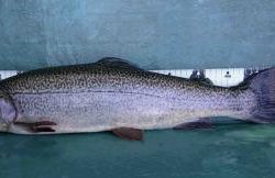 フィッシング サンクチュアリ 釣果