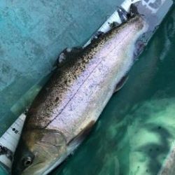 フィッシング サンクチュアリ 釣果