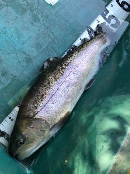 フィッシング サンクチュアリ 釣果