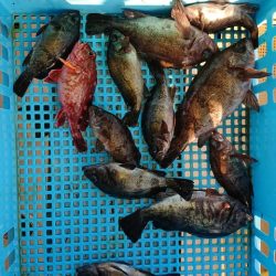 たかみ丸 釣果