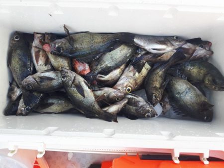 遊漁船 遊友 釣果