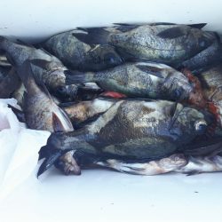 遊漁船 遊友 釣果