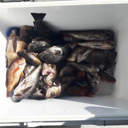 遊漁船 遊友 釣果