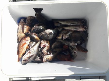 遊漁船 遊友 釣果