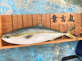 幸吉丸 釣果