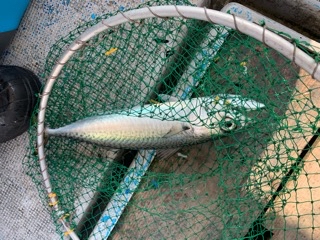 幸吉丸 釣果