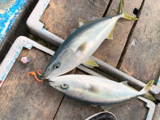幸吉丸 釣果