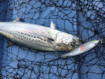 松鶴丸 釣果