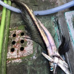 たいし丸 釣果