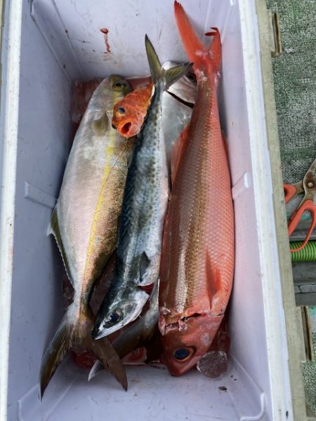 たいし丸 釣果