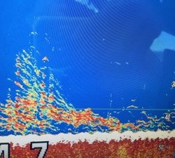 シーモンキー 釣果