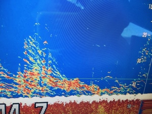 シーモンキー 釣果