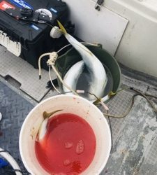 シーモンキー 釣果