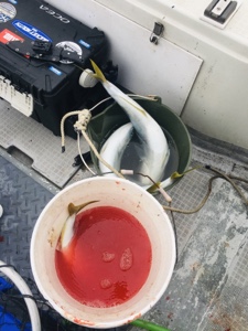 シーモンキー 釣果