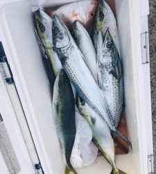 シーモンキー 釣果